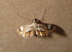 Strepsinoma croesusalis