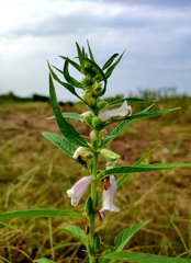 Sesamum indicum