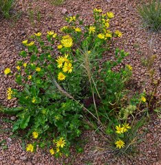 Heterotheca villosa foliosa