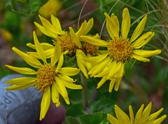 Heterotheca villosa foliosa