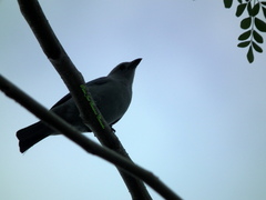 Thraupis episcopus cana