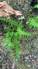 Polypodium glycyrrhiza
