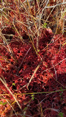 Sphagnum magellanicum