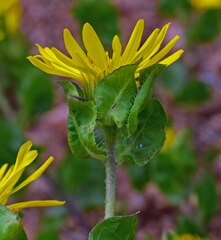 Heterotheca villosa foliosa