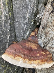 Ganoderma resinaceum