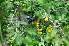 Xylocopa griswoldi