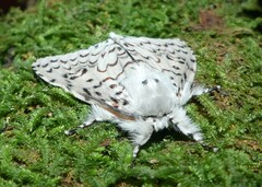 Lymantria nephrographa