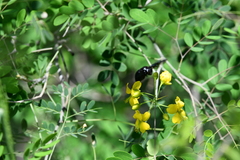 Xylocopa griswoldi