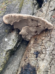 Ganoderma resinaceum