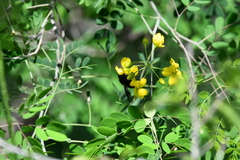 Xylocopa griswoldi