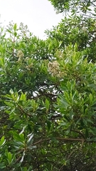 Escallonia paniculata