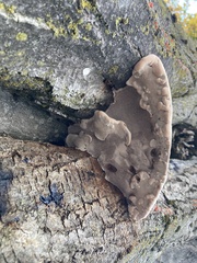 Ganoderma resinaceum