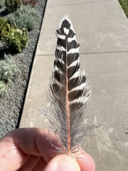 Colaptes auratus cafer