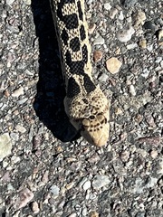 Pituophis catenifer deserticola