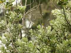 Zosterops lateralis lateralis