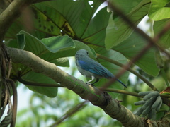 Thraupis episcopus cana