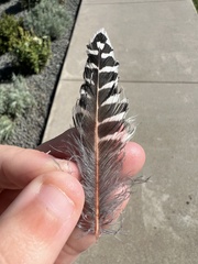 Colaptes auratus cafer