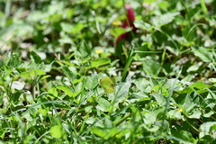 Pyrisitia lisa centralis