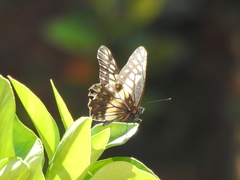 Catasticta nimbice