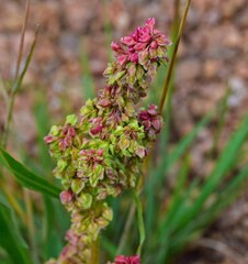 Rumex paucifolius