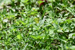 Pyrisitia lisa centralis