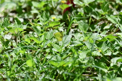 Pyrisitia lisa centralis