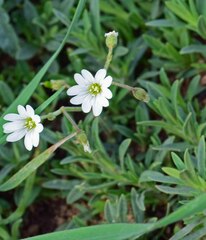 Cerastium arvense