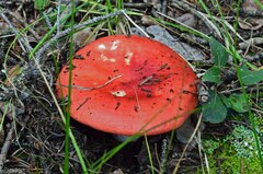 Russula cremoricolor