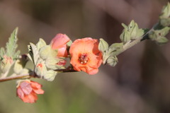 Sphaeralcea bonariensis