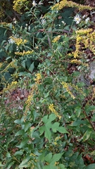 Solidago rugosa