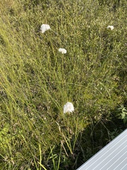 Eriophorum vaginatum