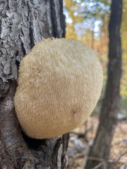 Hericium