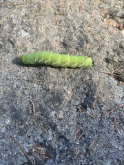 Sphingidae