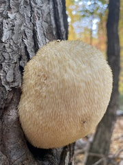 Hericium