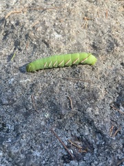 Sphingidae