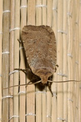 Conistra erythrocephala