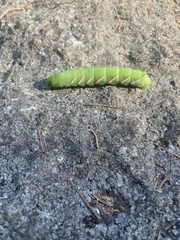 Sphingidae