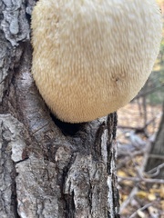 Hericium
