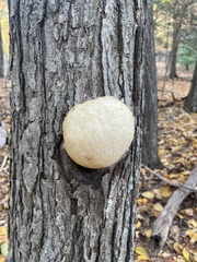 Hericium