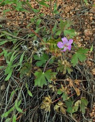 Geranium viscosissimum