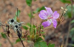 Geranium viscosissimum
