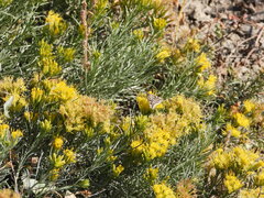 Loxostege cereralis