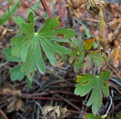 Geranium viscosissimum