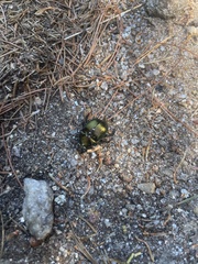 Geotrupidae