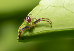 Australomisidia pilula