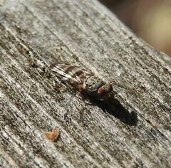 Pseudotephritina