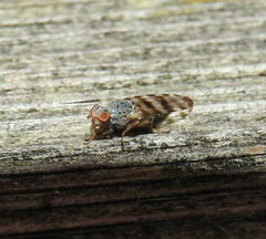 Pseudotephritina