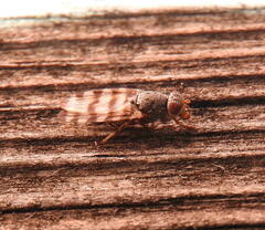 Pseudotephritina