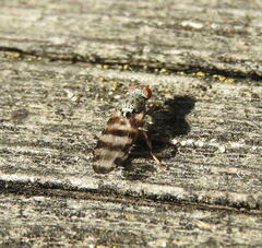 Pseudotephritina