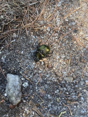 Geotrupidae